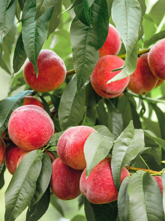 Melocotonero de Agua Blanco (Prunus Persica)