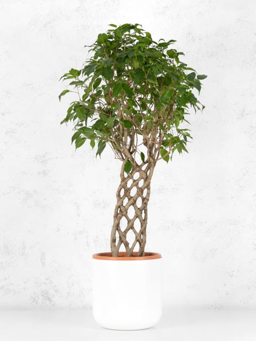 Ficus benjamina espaldera