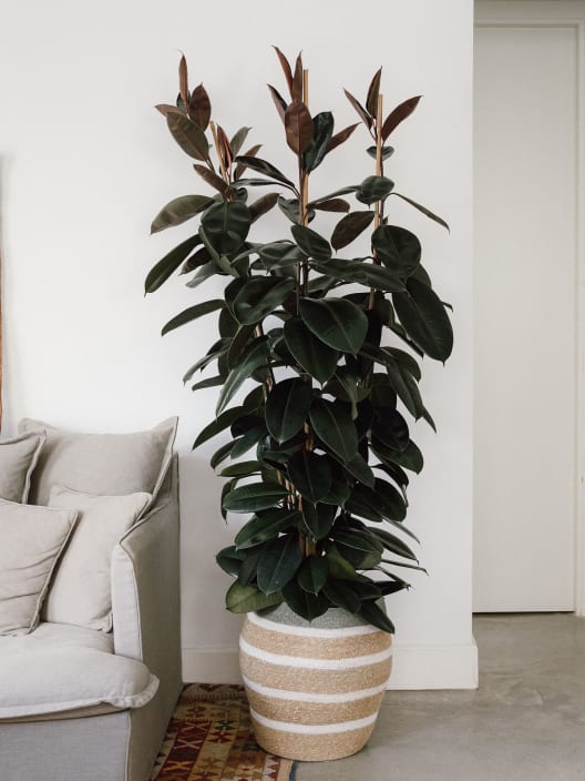 Ficus elastica 'Abidjan'