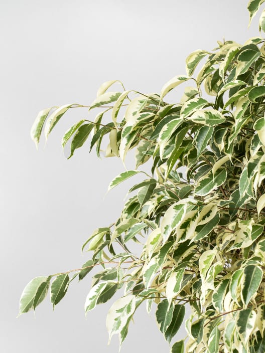 Ficus 'Twilight'