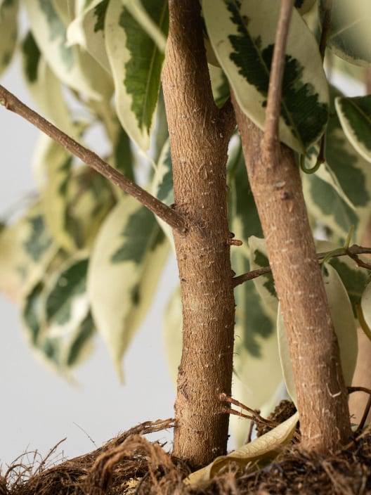 Ficus 'Twilight'