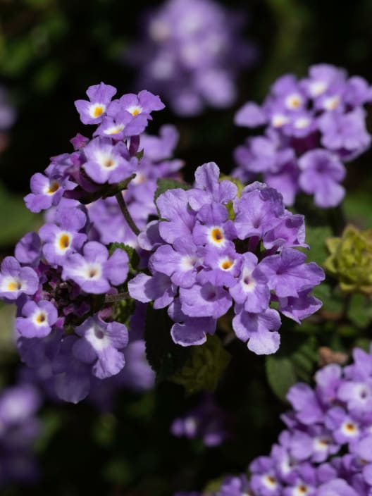 Lantana montevidensis