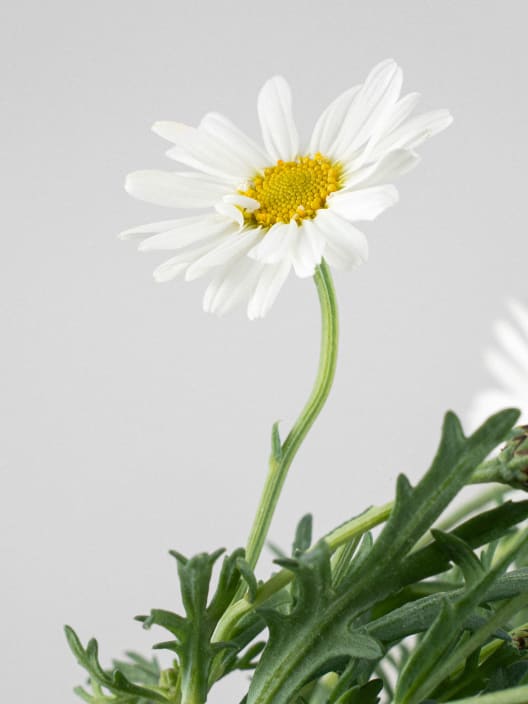 Margarita blanca (argyranthemun frutencens)