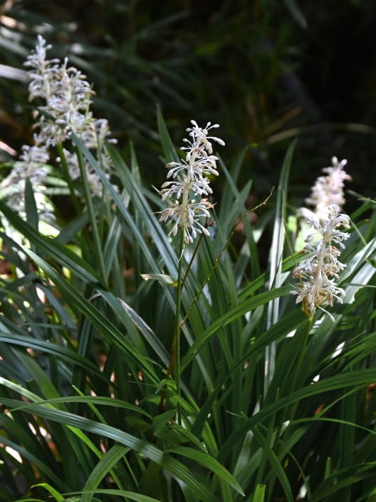 Gramínea Ophiopogon japonicus