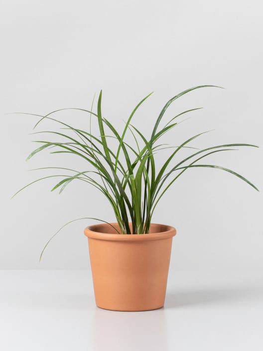 Gramínea Ophiopogon japonicus