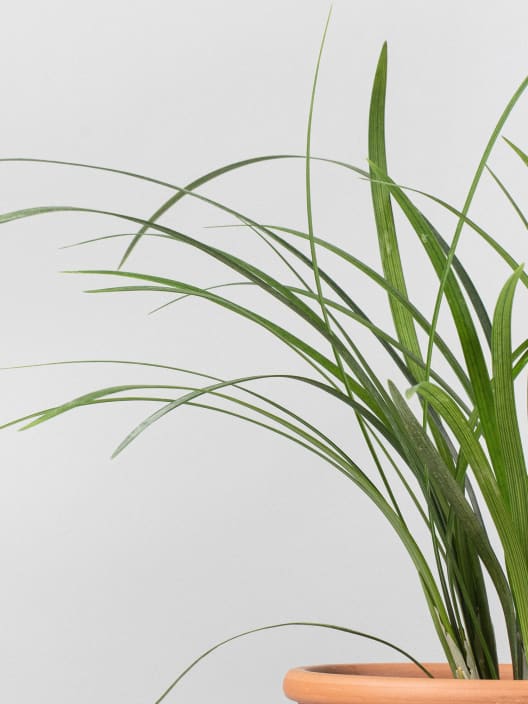 Gramínea Ophiopogon japonicus