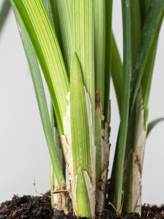 Gramínea Ophiopogon japonicus