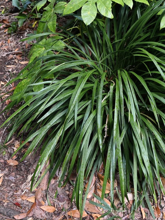 Gramínea Ophiopogon japonicus