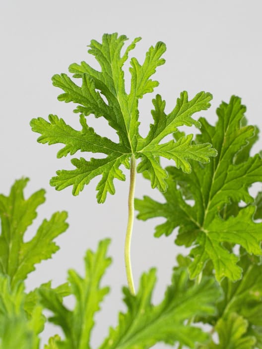 Geranio aromático (Pelargonium graveolens)