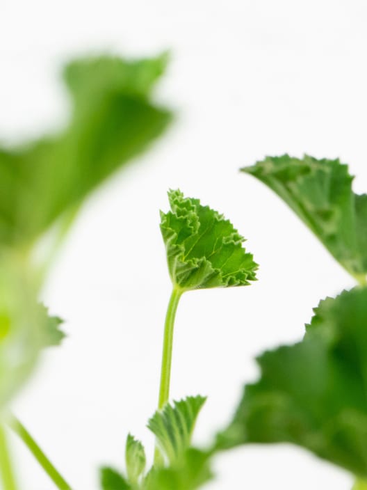 Geranio aromático (Pelargonium graveolens)