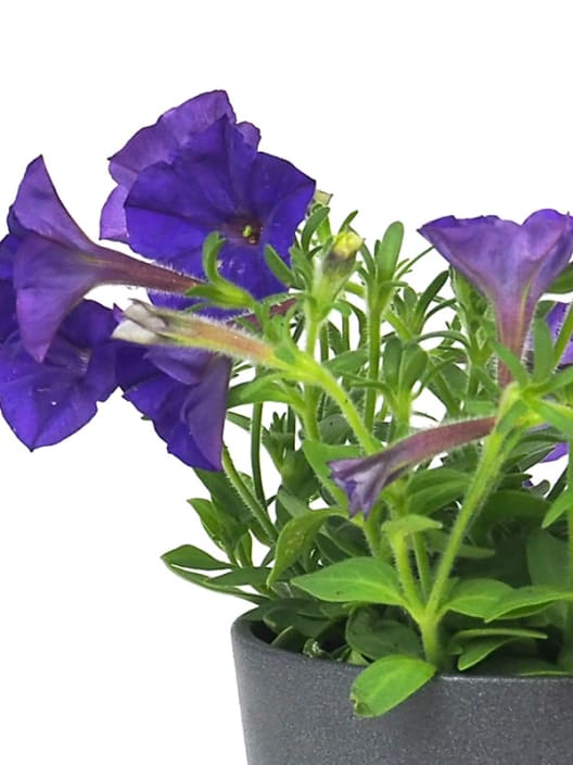 Petunia 'Milliflora'