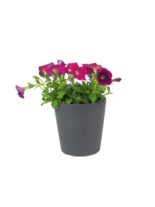 Petunia 'Milliflora'