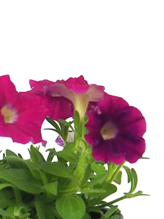 Petunia 'Milliflora'