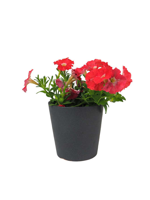 Petunia 'Milliflora'