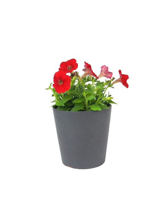 Petunia 'Milliflora'
