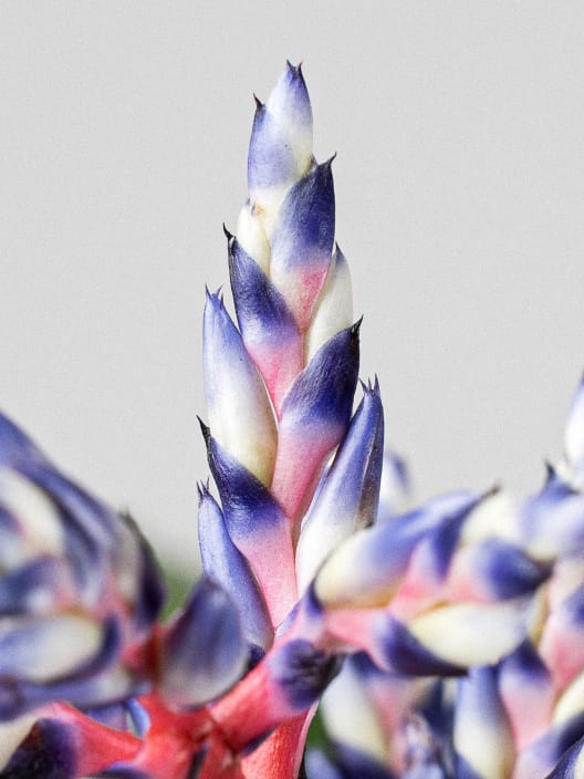 Aechmea 'Blue rain'