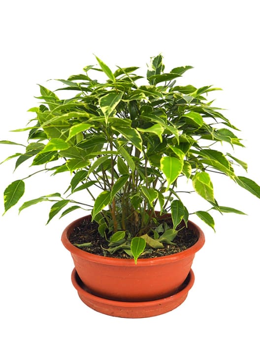 Ficus benjamina 'Kinky'