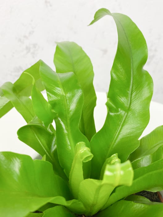 Helecho Asplenium spp.