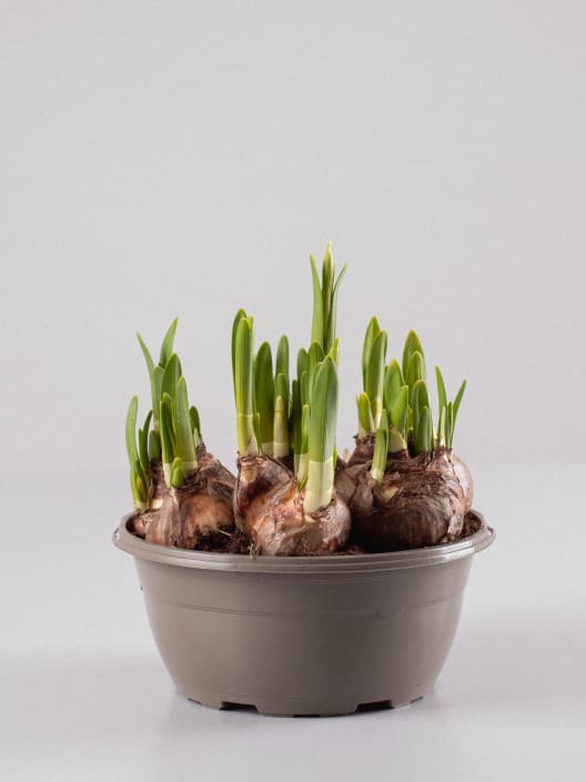 Narciso 'Tête-à-Tête'