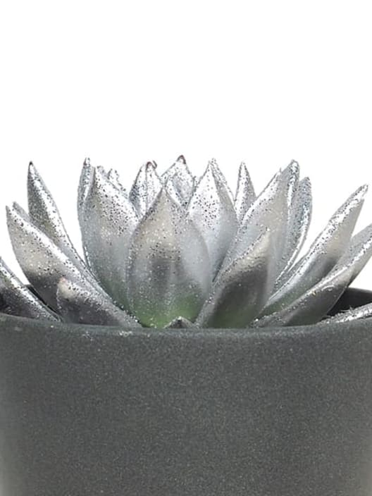 Echeveria 'Miranda' de colores