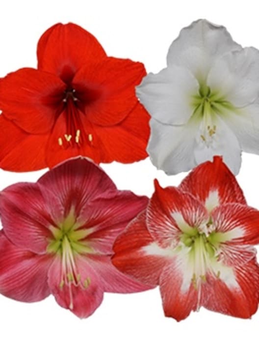 Amarilis (hippeastrum)
