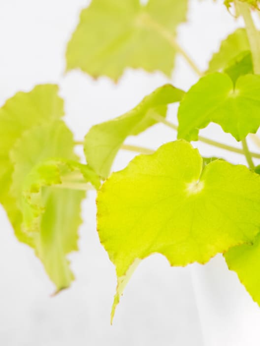 Begonia Beleaf® (varios colores)