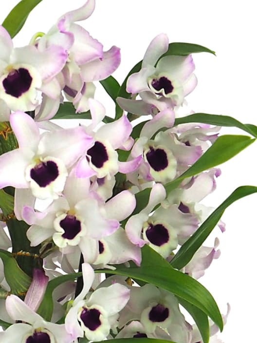 Orquídea Dendrobium