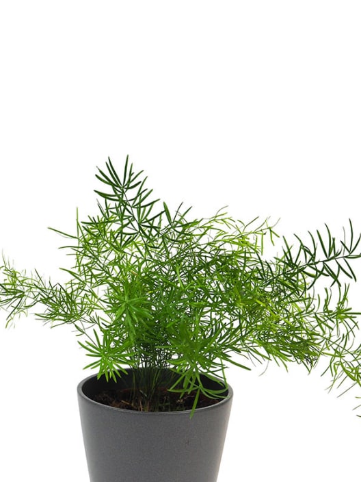 Asparagus sprengeri (Esparraguera de jardín)