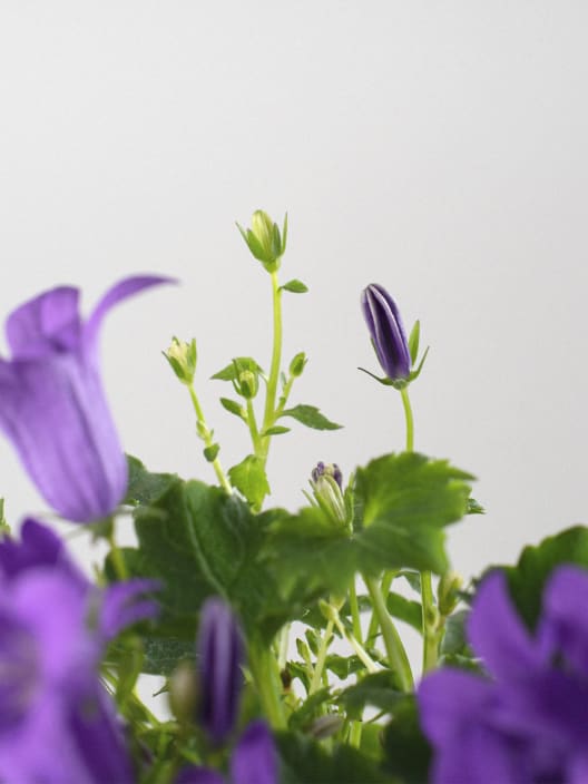 Campanula portenschlagiana