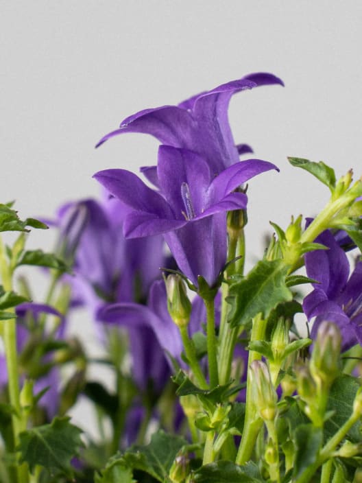 Campanula portenschlagiana
