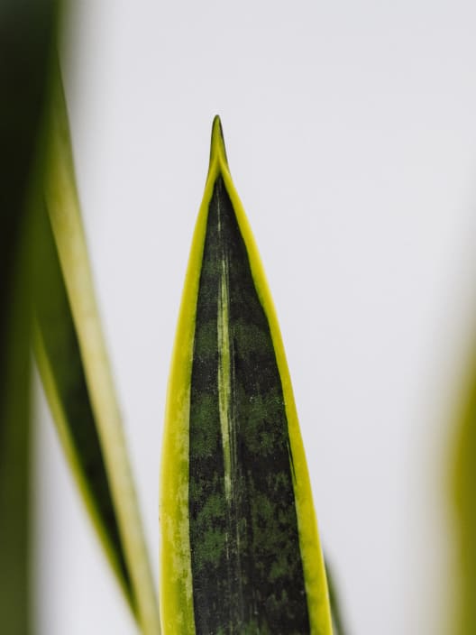 Sansevieria trifasciata 'Laurentii'