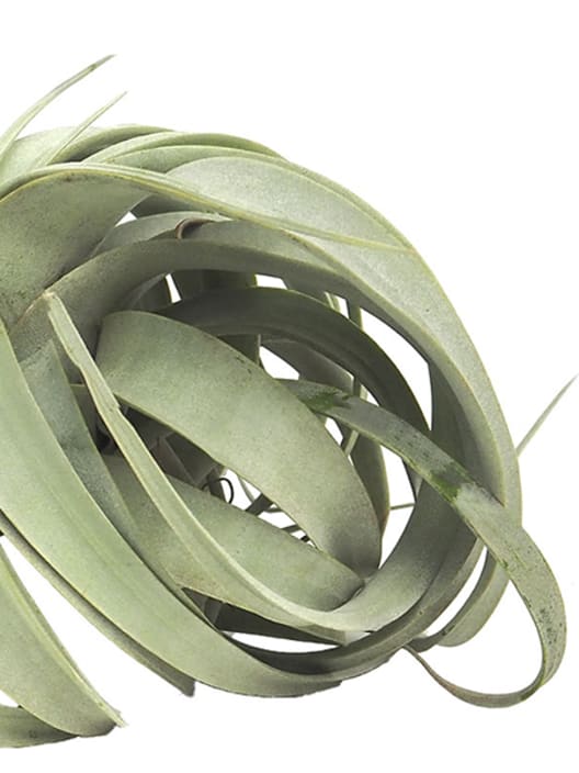 Tillandsia xerographica