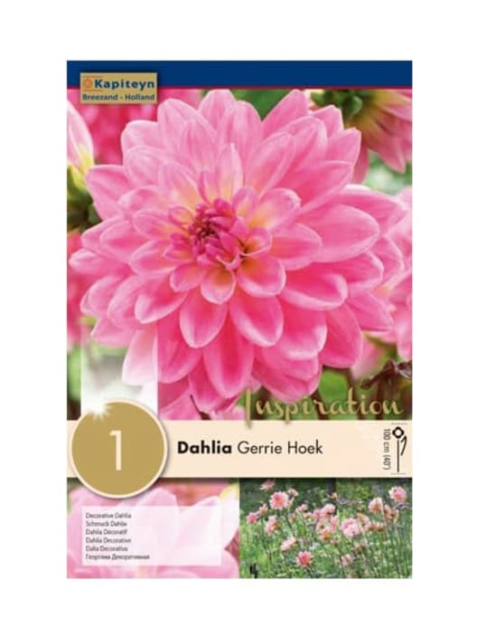 Bulbos de Dahlia 'Gerrie Hoek
