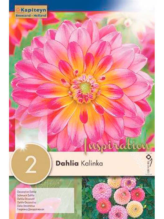 Bulbos de Dahlia 'Kalinka'