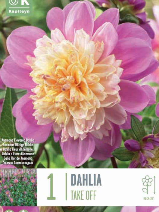 Bulbos de Dahlia 'Take Off'