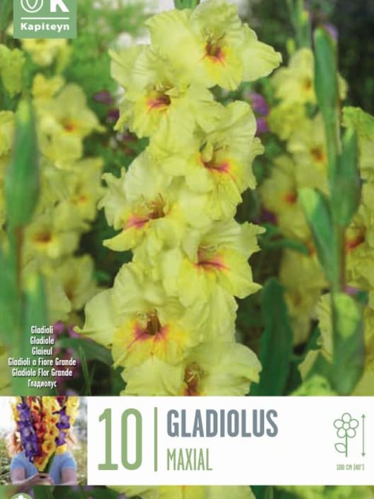 Bulbos de Gladiolus 'Maxial'