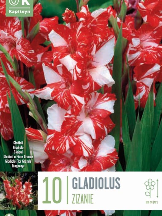Bulbos Gladiolo zizanie rojo 10uds