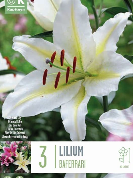 Bolsa 3 bulbos lilium oriental legend