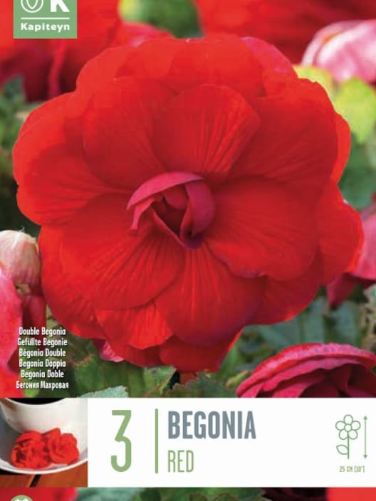 Bulbos begonia doble rojo 3uds