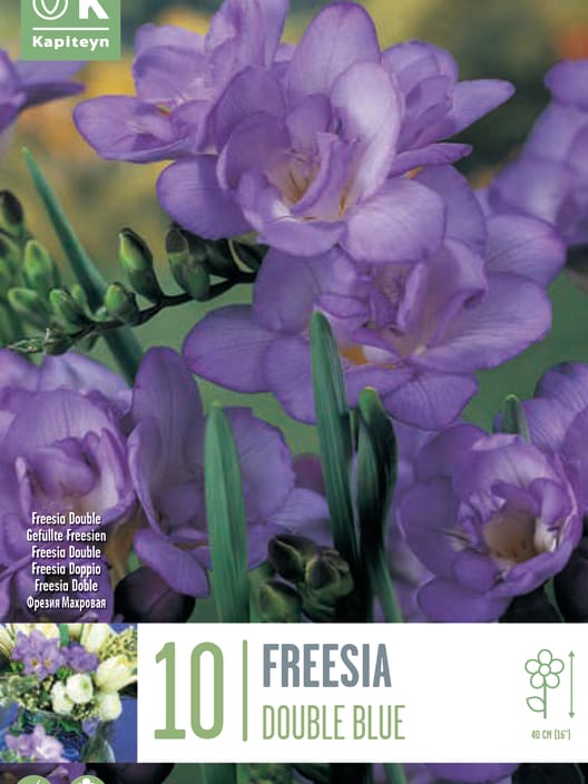 Bulbos de Freesia doble azul