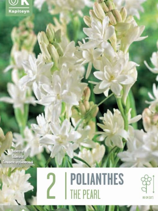 Bulbos Polianthus Tuberosa The Pearl Blanco 2uds