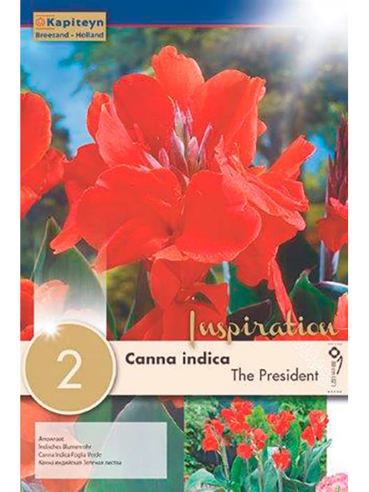 Bulbos de Canna indica 'The President'