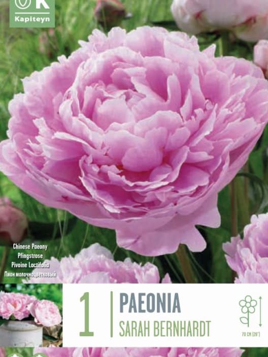 Bulbos de Paeonia 'Sarah Bernardt"