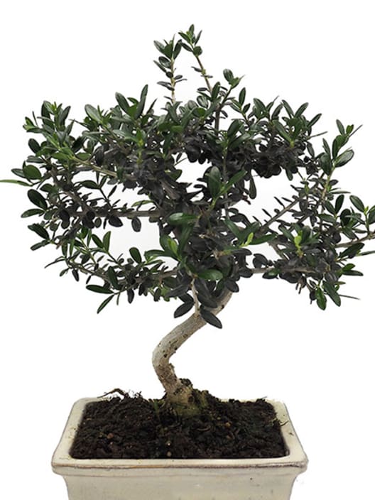 Bonsai Olivo silvestre (Olea oleaster)