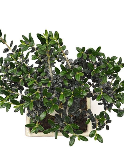 Bonsai Olivo silvestre (Olea oleaster)