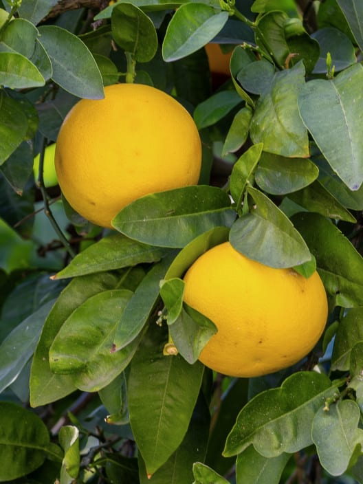 Pomelo (Citrus × paradisi)