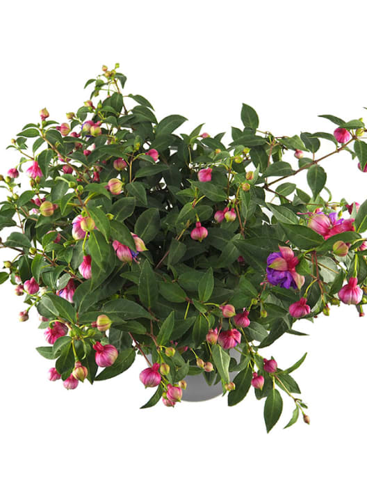 Fuchsia (Pendientes de la reina)