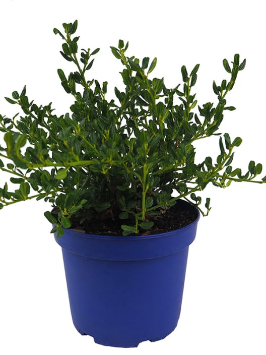Ceanothus impressus victoria