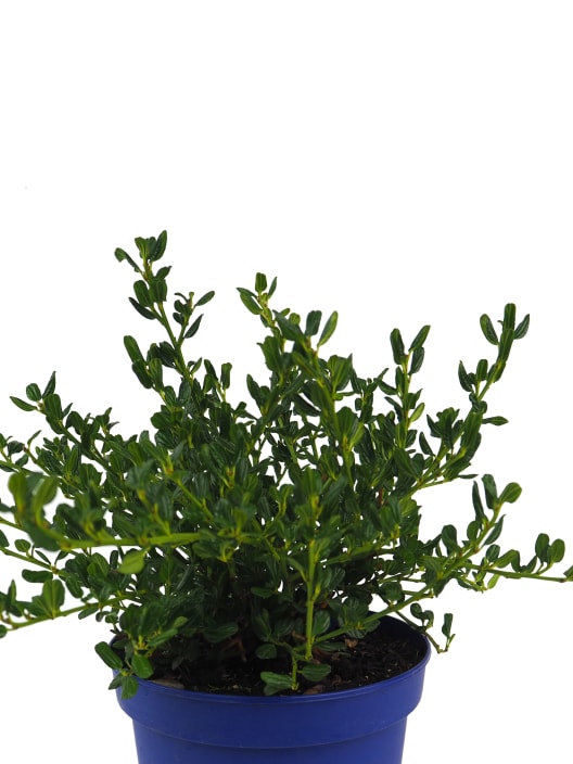 Ceanothus impressus victoria