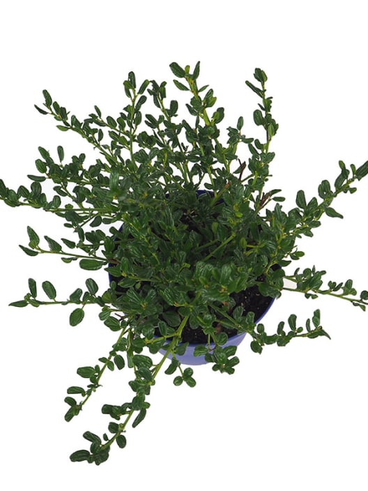 Ceanothus impressus victoria